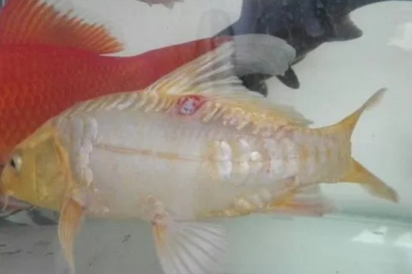 鱼身体腐烂怎么办,隔离后要换水升温