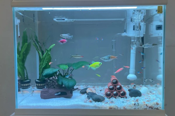 鱼身体腐烂怎么办,隔离后要换水升温