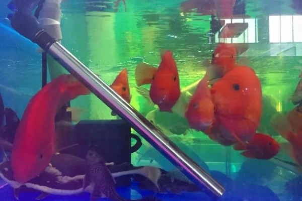 鱼身体腐烂怎么办,隔离后要换水升温