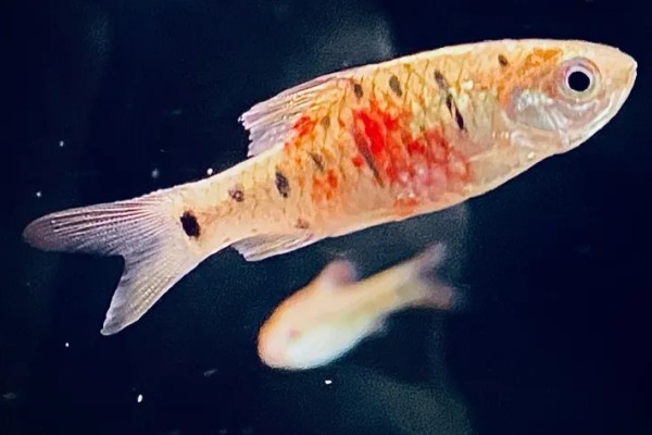 鱼身体腐烂怎么办,隔离后要换水升温