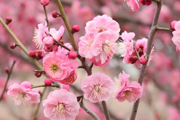 二月份开花的树有哪些,有梅花、桃花等