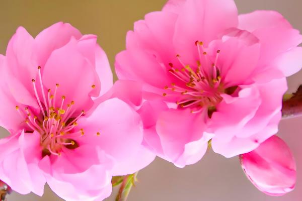 二月份开花的树有哪些,有梅花、桃花等