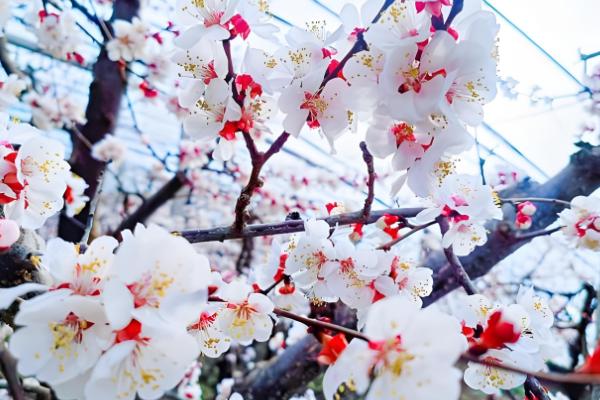 二月份开花的树有哪些,有梅花、桃花等