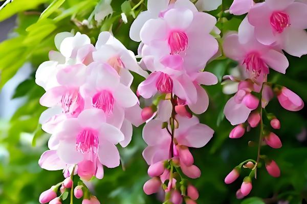 二月份开花的树有哪些,有梅花、桃花等