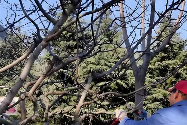 二月份开花的树有哪些,有梅花、桃花等