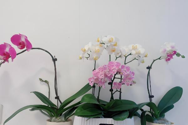 蝴蝶兰怎么进行简易养护，平时把空气湿度保持在60-80%