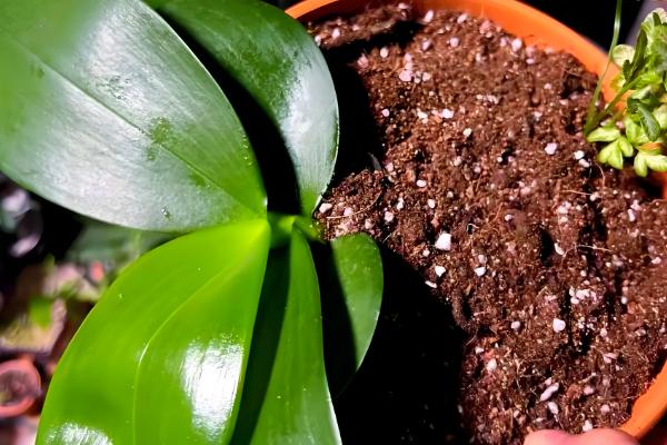 蝴蝶兰怎么进行简易养护，平时把空气湿度保持在60-80%