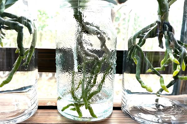 蝴蝶兰怎么进行简易养护，平时把空气湿度保持在60-80%