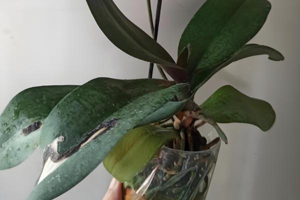 蝴蝶兰怎么进行简易养护，平时把空气湿度保持在60-80%