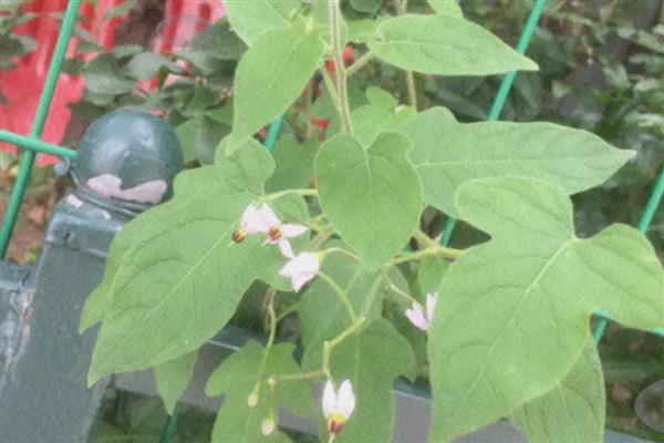 白英怎么种植，齐苗后要中耕除草