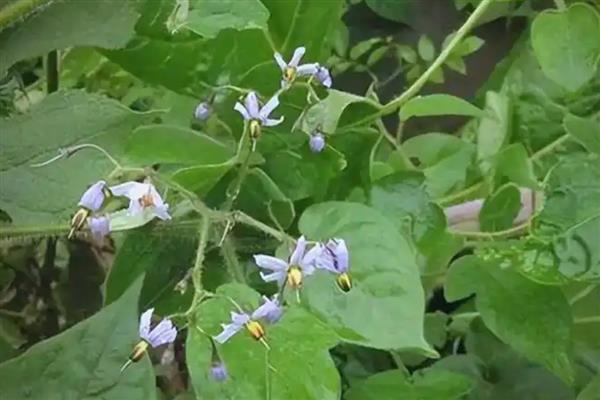 白英怎么种植，齐苗后要中耕除草