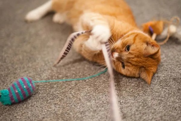 被猫抓伤出血要注射吗，如果抓伤严重需要去医院处理