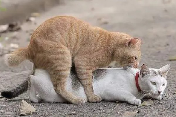 被猫抓伤出血要注射吗，如果抓伤严重需要去医院处理