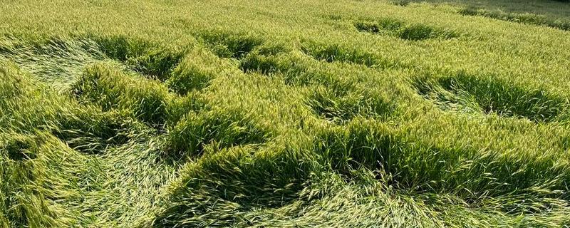 农作物使用哪种肥过多易倒伏，是指氮肥