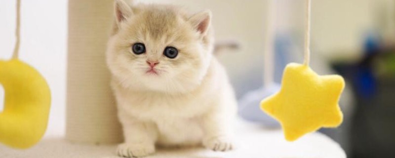猫咪吃零食冻干能发腮吗，可以起到一定的促进发腮的作用