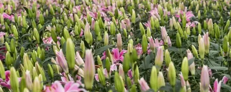 百合的栽培管理要点，可在7-9月进行栽种