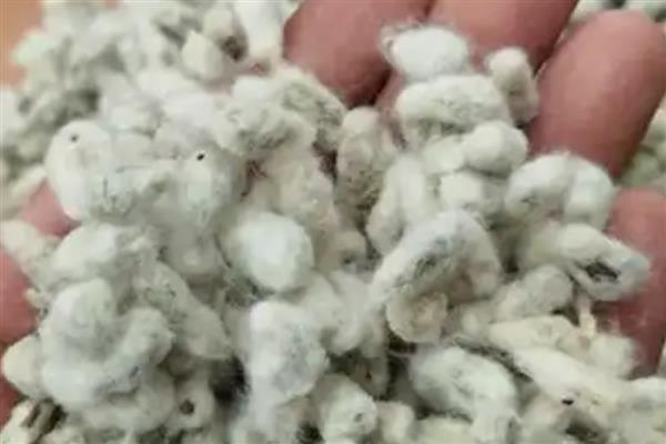 棉籽贮藏的原则，首先要降低含水量