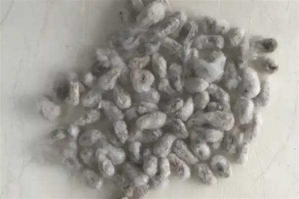 棉籽贮藏的原则，首先要降低含水量