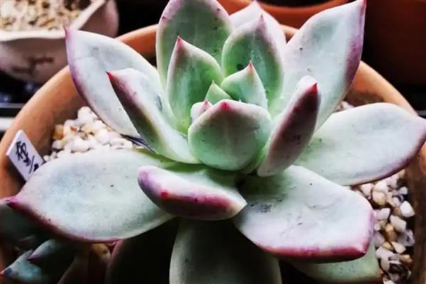 石莲花怎么养殖，夏季每隔1个月追肥一次