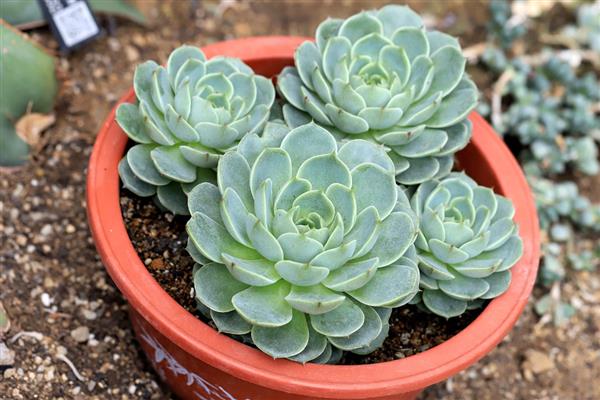 石莲花怎么养殖，夏季每隔1个月追肥一次