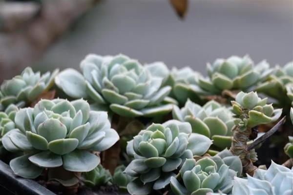 石莲花怎么养殖，夏季每隔1个月追肥一次