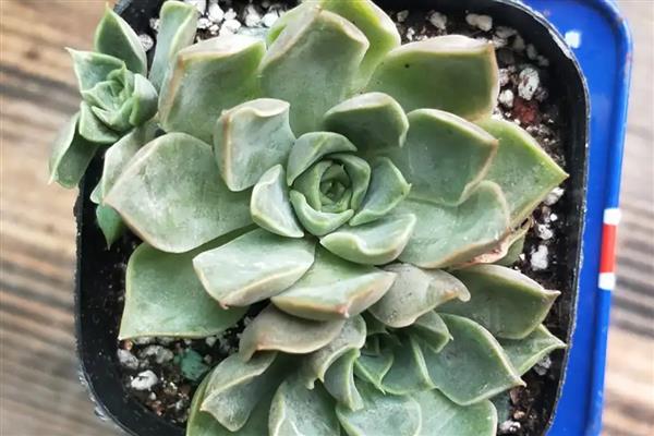 石莲花怎么养殖，夏季每隔1个月追肥一次