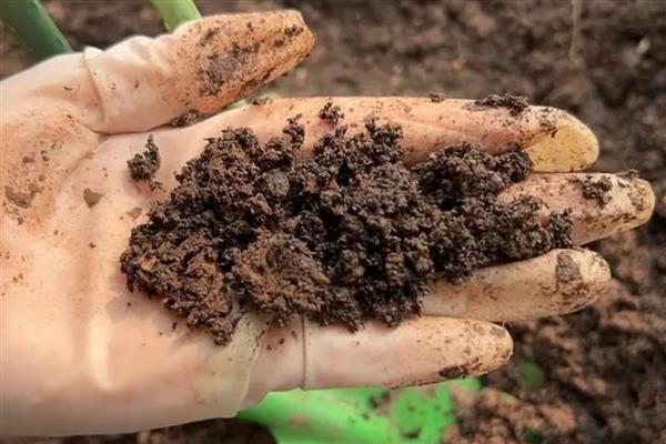 五色梅怎么养殖,生长期每隔半个月追肥一次