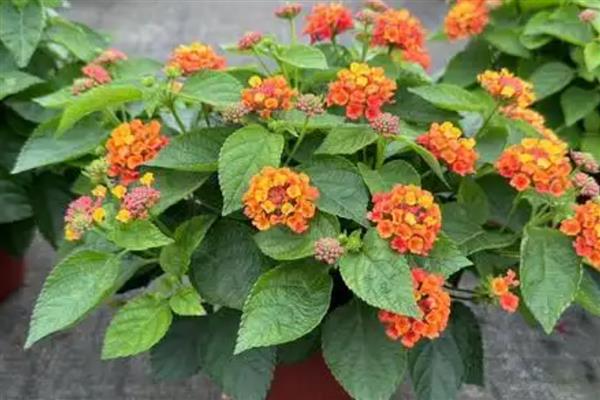 五色梅怎么养殖,生长期每隔半个月追肥一次