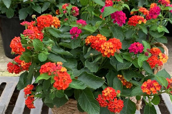 五色梅怎么养殖,生长期每隔半个月追肥一次