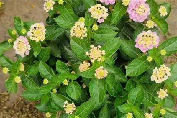 五色梅怎么养殖,生长期每隔半个月追肥一次