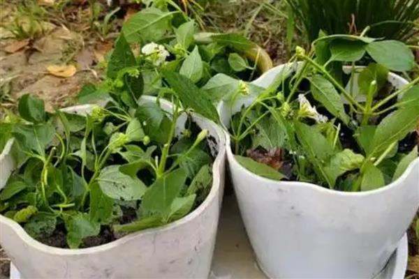 五色梅怎么养殖,生长期每隔半个月追肥一次