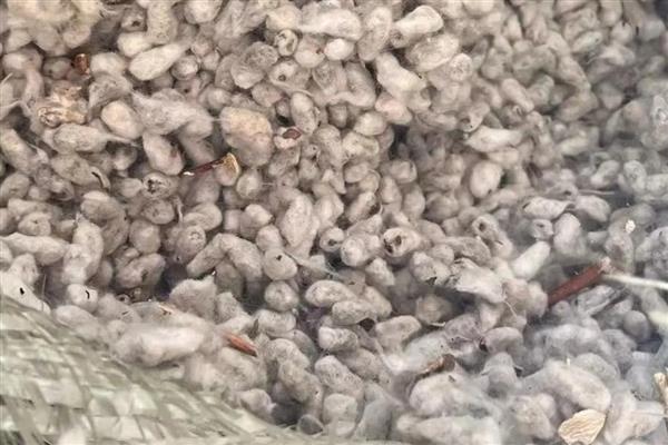 棉籽贮藏的原则，首先要降低含水量