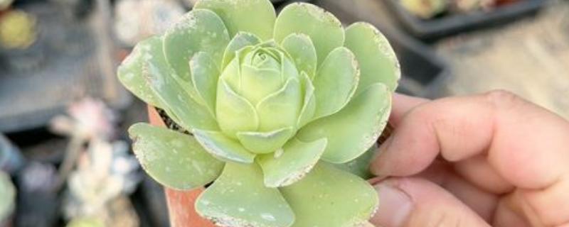 如何繁殖鸡蛋玫瑰多肉，以下三种方式都可以选择