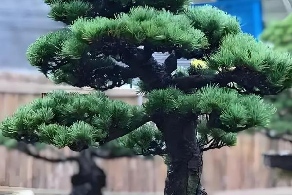 冬天松树会落叶吗，松树冬天不会落叶