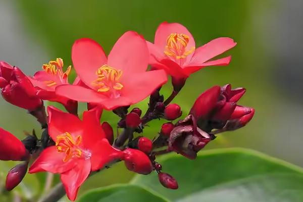 哪些树有很长的花期，常见日日樱、扶桑花等品种