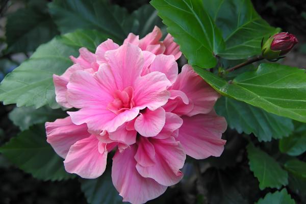 哪些树有很长的花期，常见日日樱、扶桑花等品种