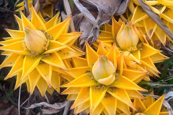 哪些树有很长的花期，常见日日樱、扶桑花等品种