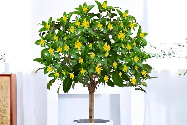 哪些树有很长的花期，常见日日樱、扶桑花等品种