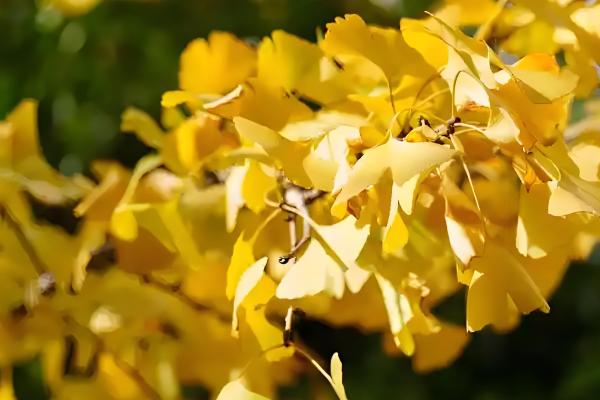 哪些树有很长的花期，常见日日樱、扶桑花等品种