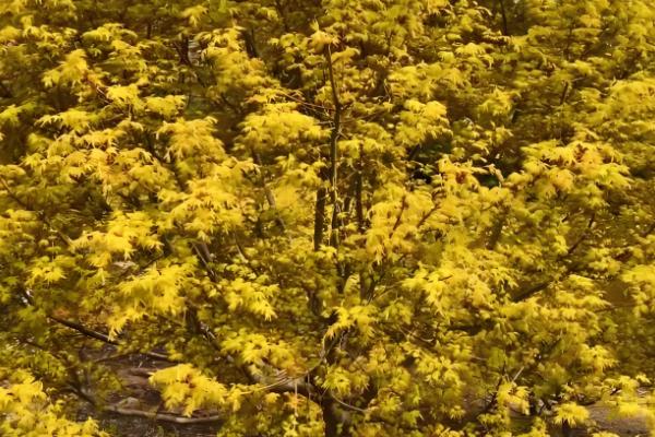 哪些树有很长的花期，常见日日樱、扶桑花等品种