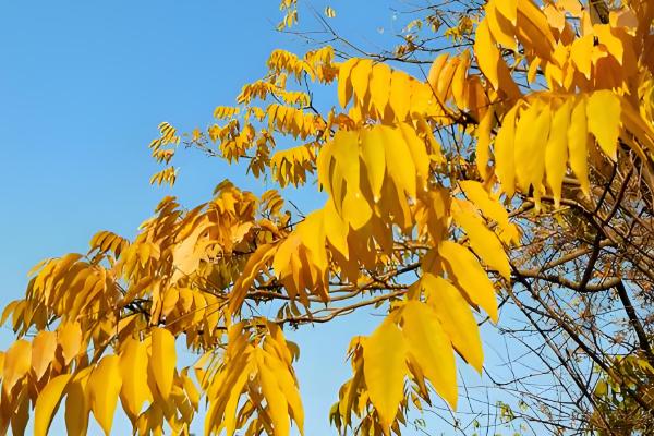 哪些树有很长的花期，常见日日樱、扶桑花等品种