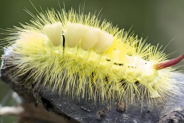 有什么常见的毛毛虫，常见的有大蓟马毛虫、松毛虫等