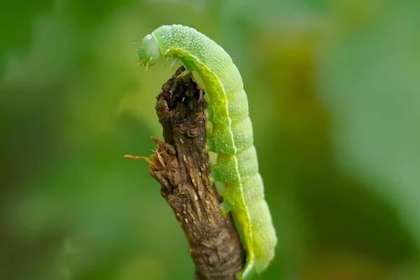 有什么常见的毛毛虫，常见的有大蓟马毛虫、松毛虫等