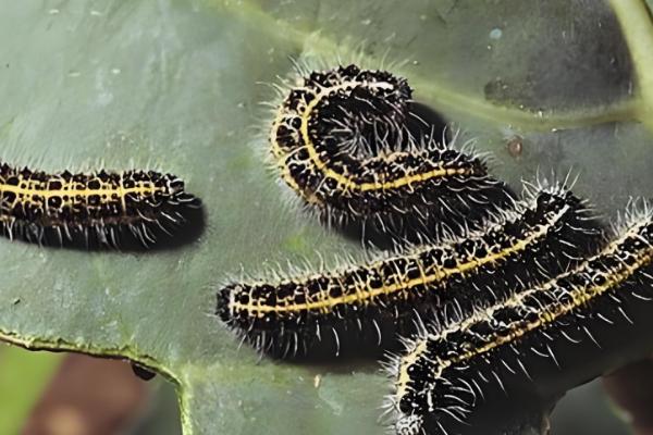 有什么常见的毛毛虫，常见的有大蓟马毛虫、松毛虫等