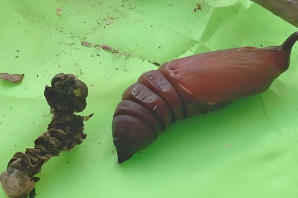 有什么常见的毛毛虫，常见的有大蓟马毛虫、松毛虫等