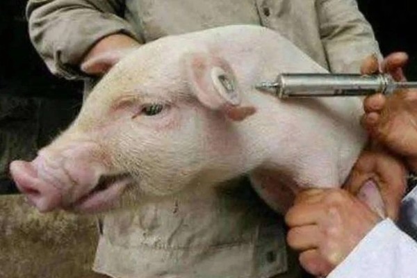 小猪吃奶拉稀怎么办,病毒细菌混感时可注射肠移健