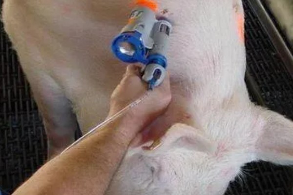 小猪吃奶拉稀怎么办,病毒细菌混感时可注射肠移健