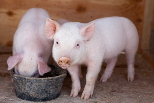 小猪吃奶拉稀怎么办,病毒细菌混感时可注射肠移健
