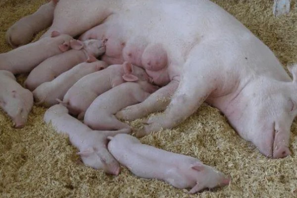 小猪吃奶拉稀怎么办,病毒细菌混感时可注射肠移健