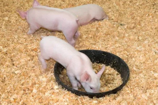 小猪吃奶拉稀怎么办,病毒细菌混感时可注射肠移健